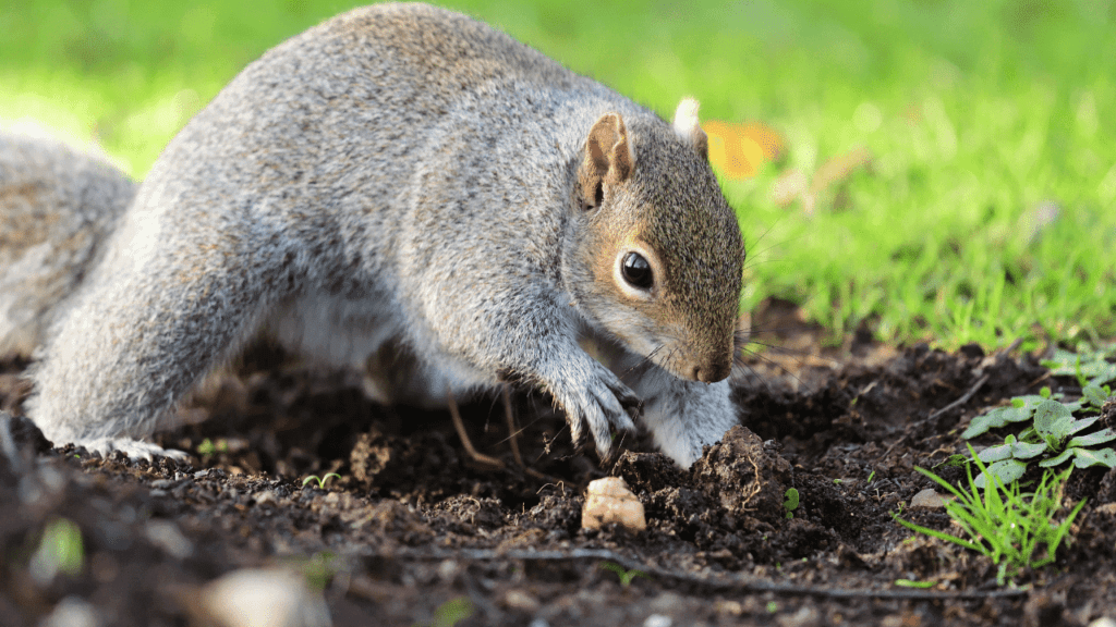 How To Stop Animals From Digging Holes Around Your Foundation