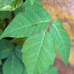 How To Kill Poison Ivy Plants With Bleach