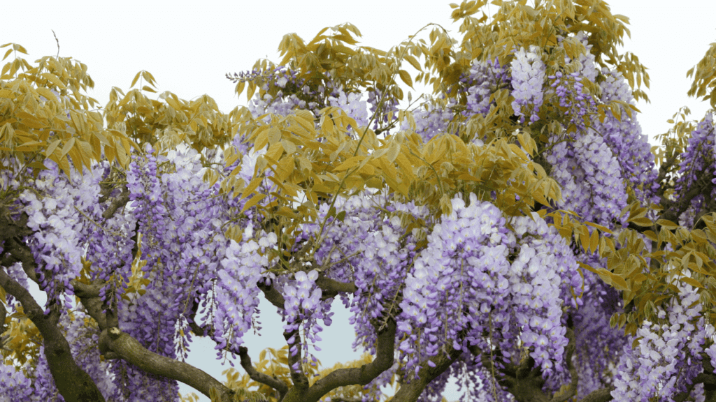 How to Stop Wisteria From Growing