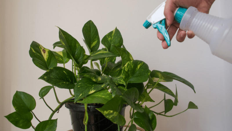 Only water Pothos when felt there’s an inch of dry soil in the pot