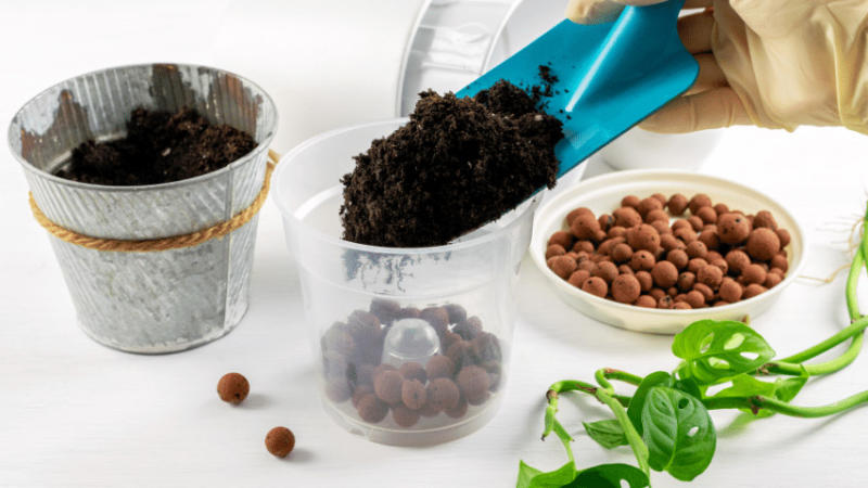 use potting soil with a pH of 6.1 to 6.6