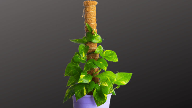 Use thin wooden stakes and string to encourage vertical growth for Pothos plant