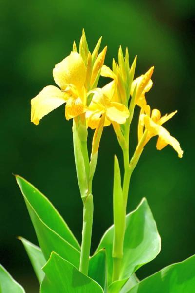 Canna Lily is sun-loving plant that thrives in south-facing garden