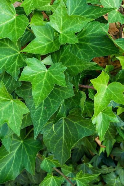 English ivy, with its long tendrils, can add beauty to your south-facing garden