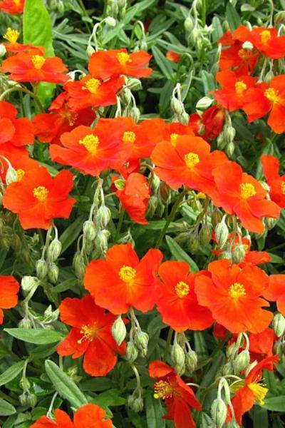 Helianthemum grows red to orange flowers that will thrive in south-facing gardens