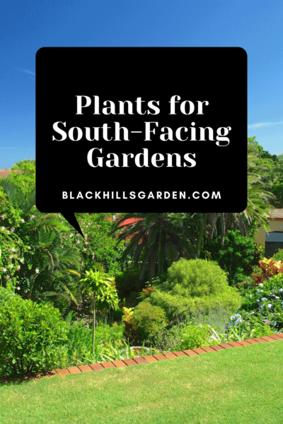 Plants for South-Facing Gardens