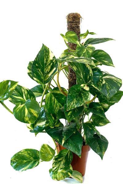 Pothos, aka Devil's Ivy, is an easy-to-care-for plant that you can grow in your south-facing garden