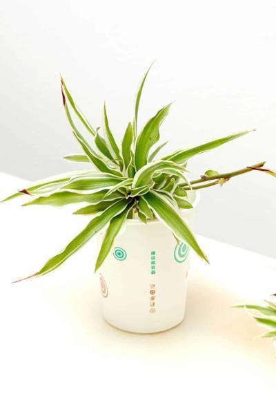 If you're a thin-leaf lover who has a south-facing garden, the Spider plant is your plant of choice