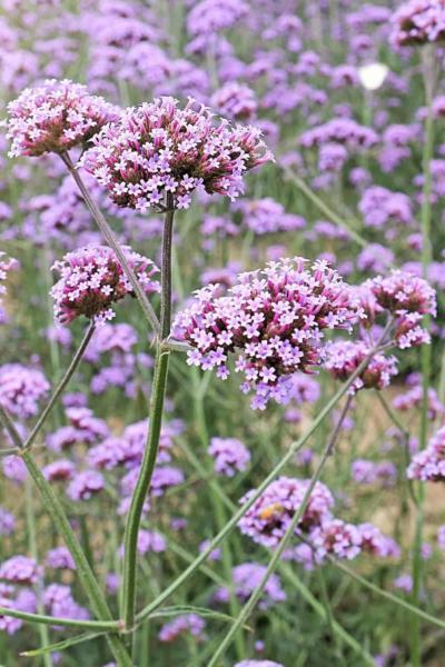 Verbena thrives best in south-facing gardens as it enjoys 6-8 hours of sunlight