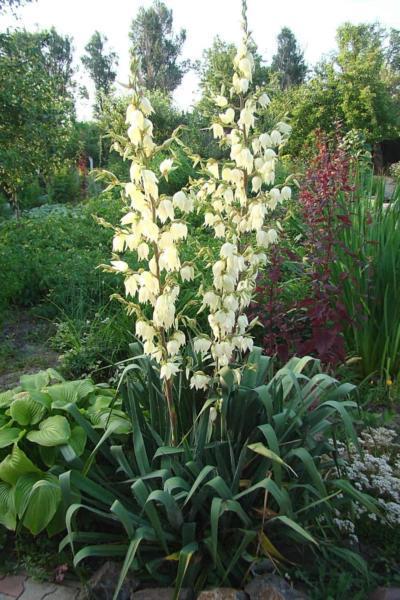 Yucca thrives in south-facing gardens as they love the sun