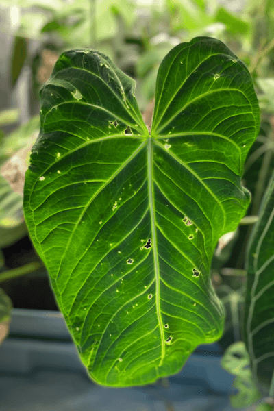 Anthurium Queremalense leaf