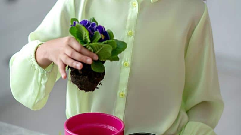 Check the African violets' roots for any signs of root rot