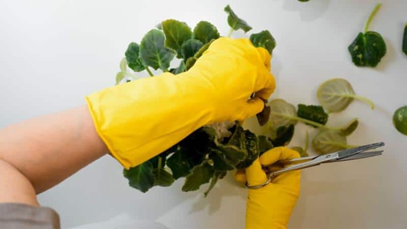 If you find old, yellowing leaves on your African violet, remove them to allow for new growth