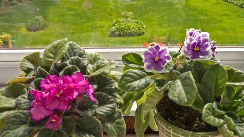 You can place your African Violets near a southeast or west-facing window for it to receive natural light