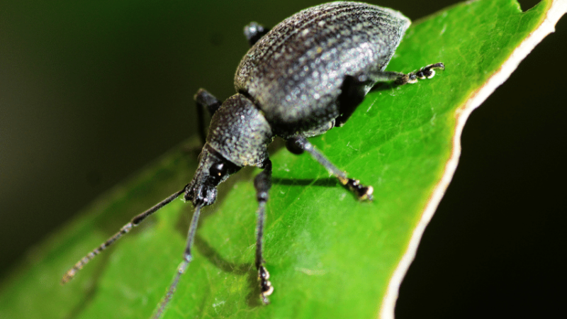 Adult black vine weevil feed at night can badly damage your garden