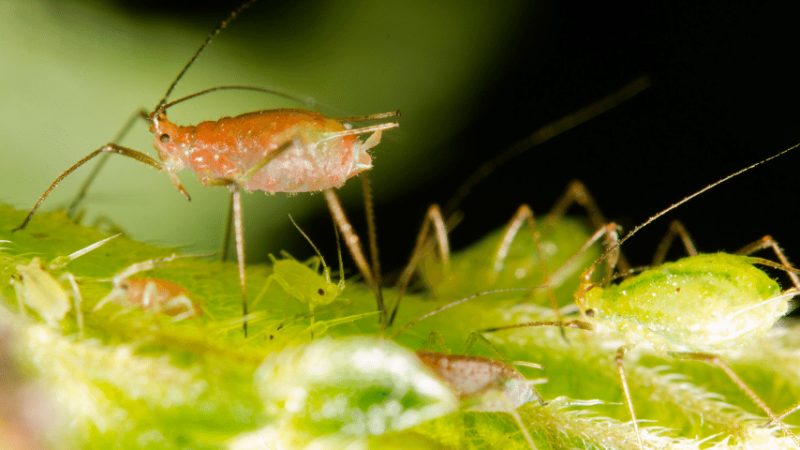 Aphids are a tiny sap-sucking insect that can terrorize gardens