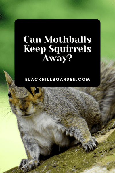 Can Mothballs Keep Squirrels Away?