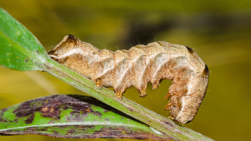 Caterpillars, like cutworms, which come out to feed at night