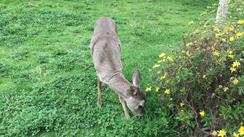Deer aren't nocturnal feeders, they may attack your plants while you're still in bed