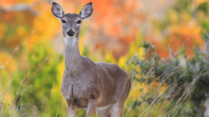Deer love to feed on flowers, especially when they've been fertilized