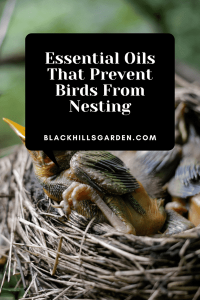 Essential Oils That Prevent Birds From Nesting