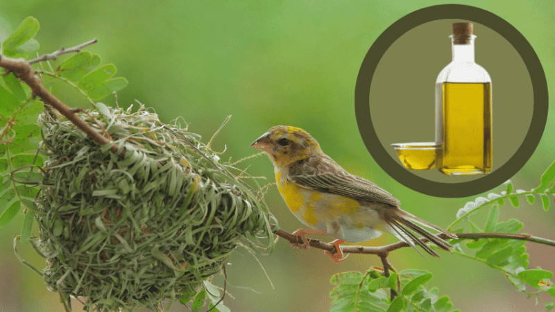 Essential Oils to Keep Birds from Building Nests