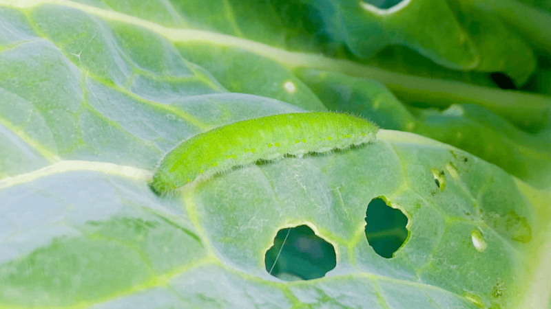 Fruit worms feed on leaves, they leave behind oozing holes