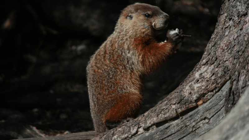 Groundhogs may damage your garden and eat plants between four and six in the morning