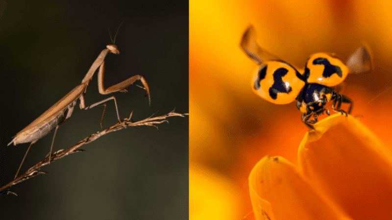 Introduce a predatory insect like a praying mantis or lady beetle