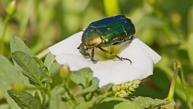 June bugs start feeding at dusk and continue to eat throughout the night