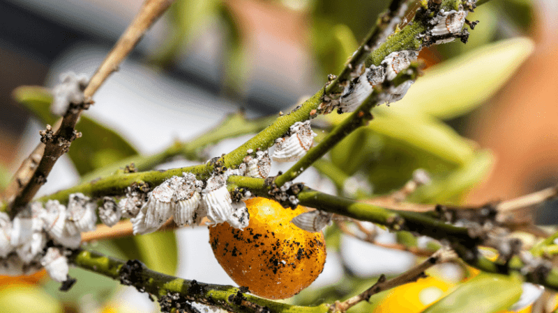 Mealybugs are designed exclusively to function on plants