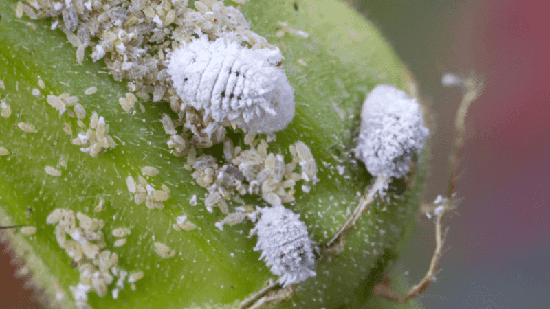 Mealybugs are known for their fuzzy white appearance