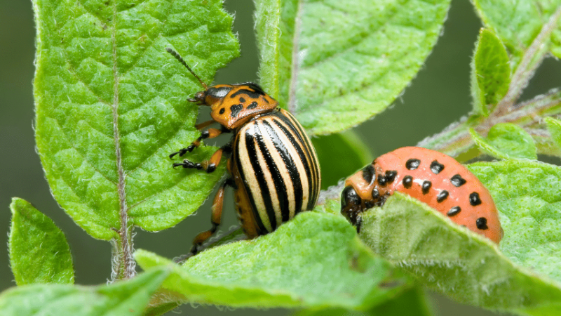 Most harmful beetles feed during the day, but there are beetles that eat plants at night