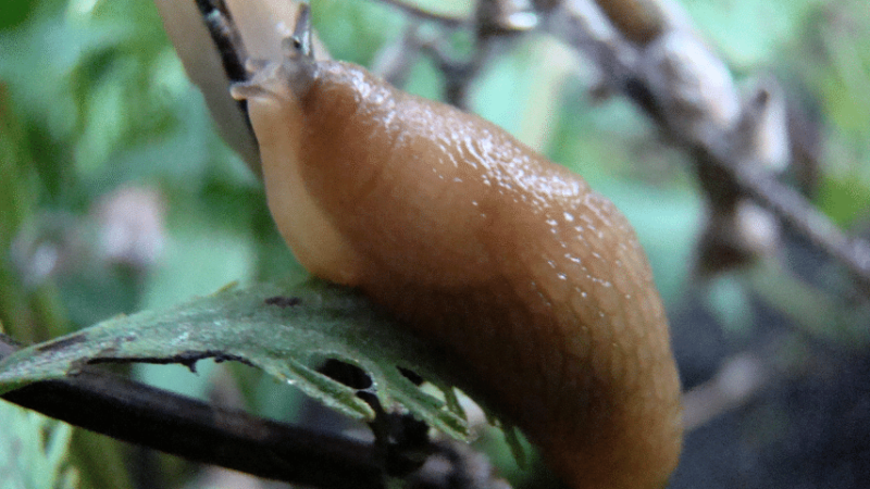 Slugs prefer cool and dark environments, which is why they mostly feed at night