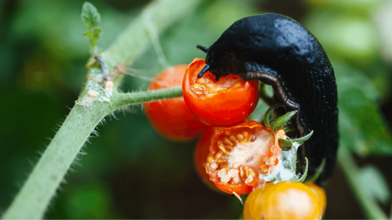 Slugs tend to eat plants in your garden, including tomatoes
