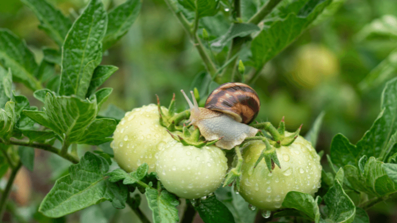 Snails and slugs chew large holes in tomatoes and the plant's leaves