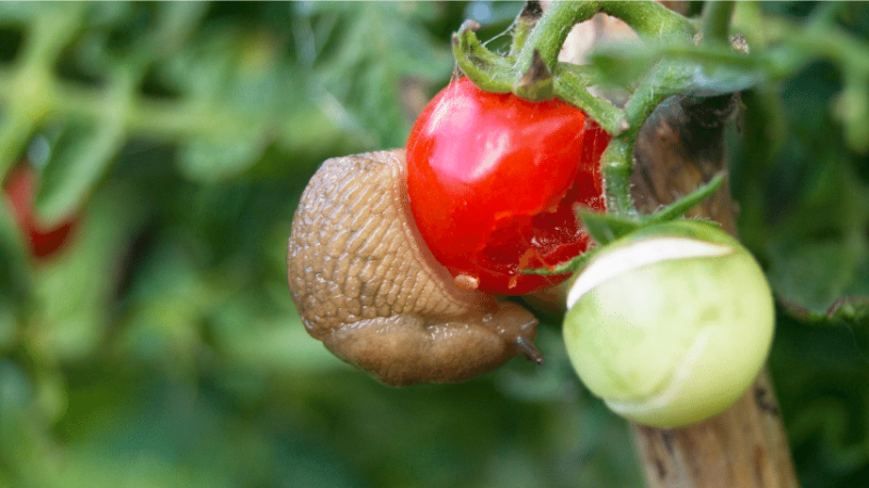 Snails and slugs chew large holes in tomatoes and the plant's leaves