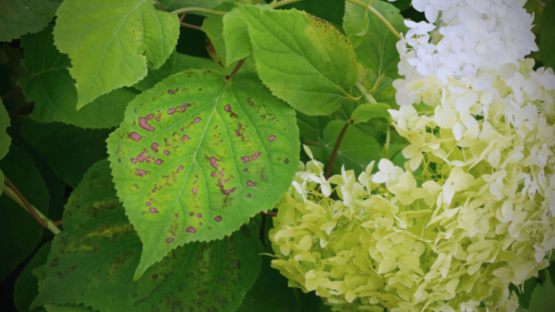 Spots on the leaves of your hydrangea is infested with some type of fungus