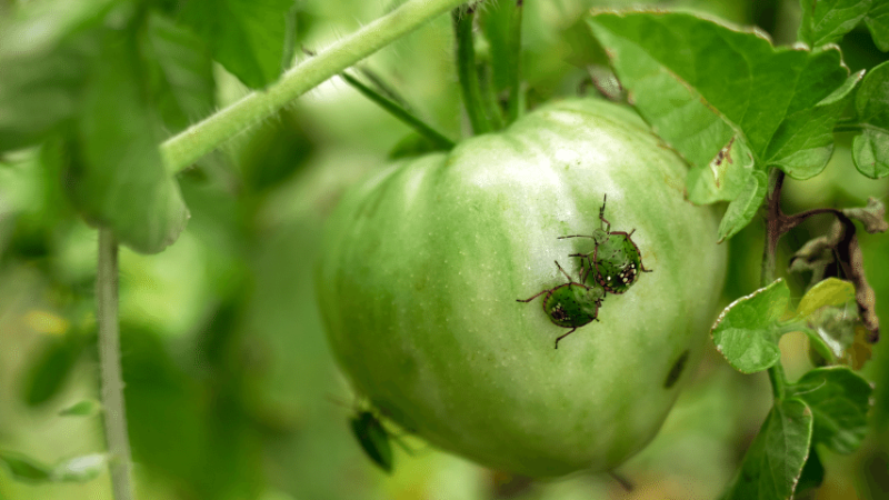 Stink bugs can do serious damage to a patch of tomatoes