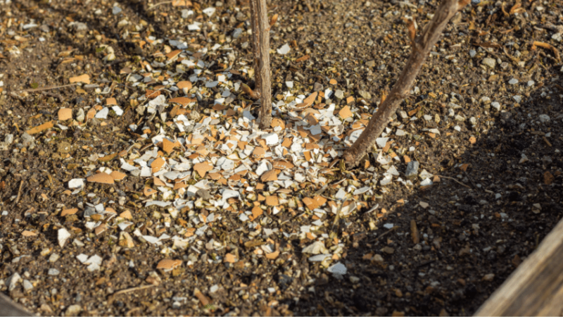 To deter cutworms naturally, you can mix crushed eggshells into the soil