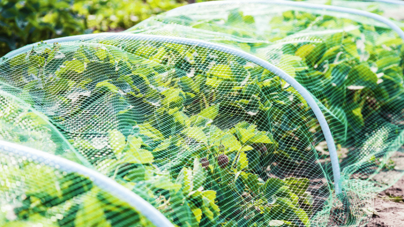 To protect strawberry plants from birds, attach bird-resistant mesh cloth to all sides