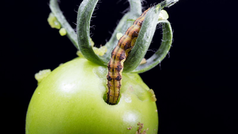 Tomato fruitworms bore small holes into tomatoes and then eat them from the inside out
