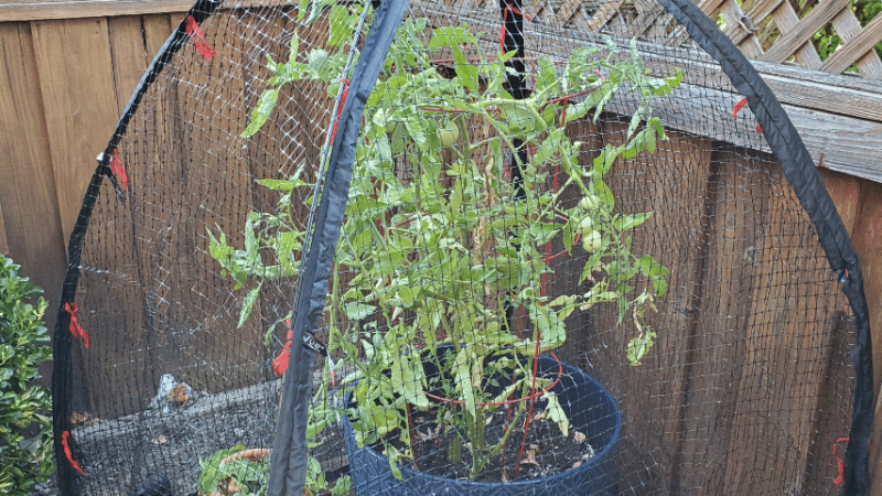Tomatoes out of reach of rabbits, you can also put fencing around your tomato
