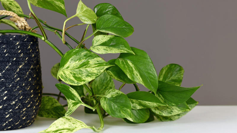 How to Get a Pothos Plant to Trail