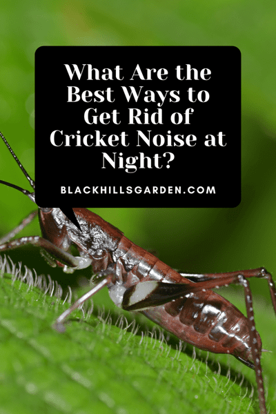How to get Rid of Cricket Noise at Night - 6 Best Methods