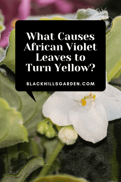 What Causes African Violet Leaves to Turn Yellow?