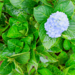 What is Eating My Hydrangea Leaves [writer access]
