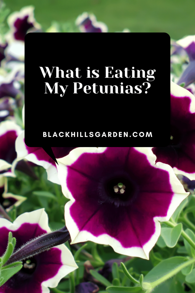 What is Eating My Petunias?