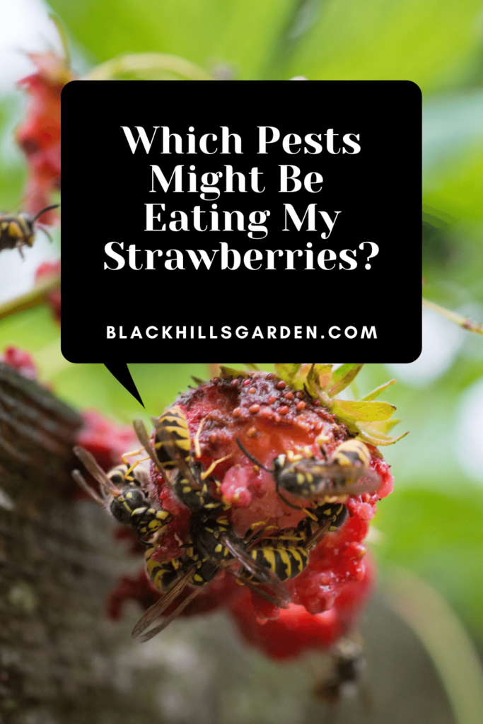 Which Pests Might Be Eating My Strawberries?