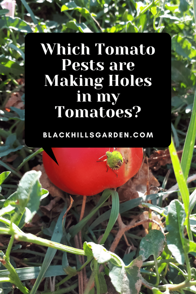 Which Tomato Pests are Making Holes in my Tomatoes?